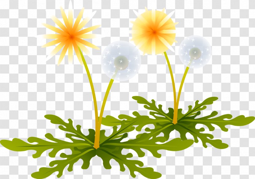 Dandelion - Flower - Postscript Transparent PNG