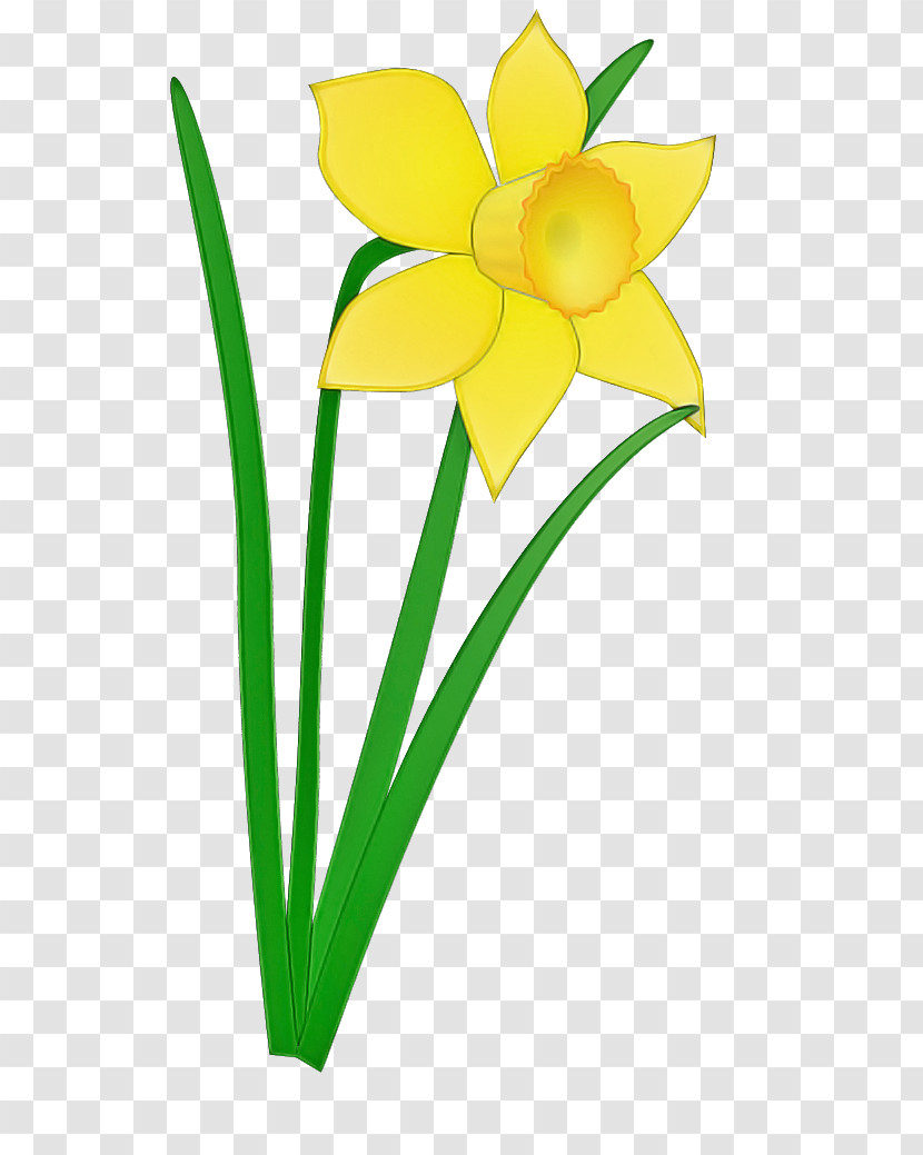 Yellow Flower Petal Plant Narcissus Transparent PNG