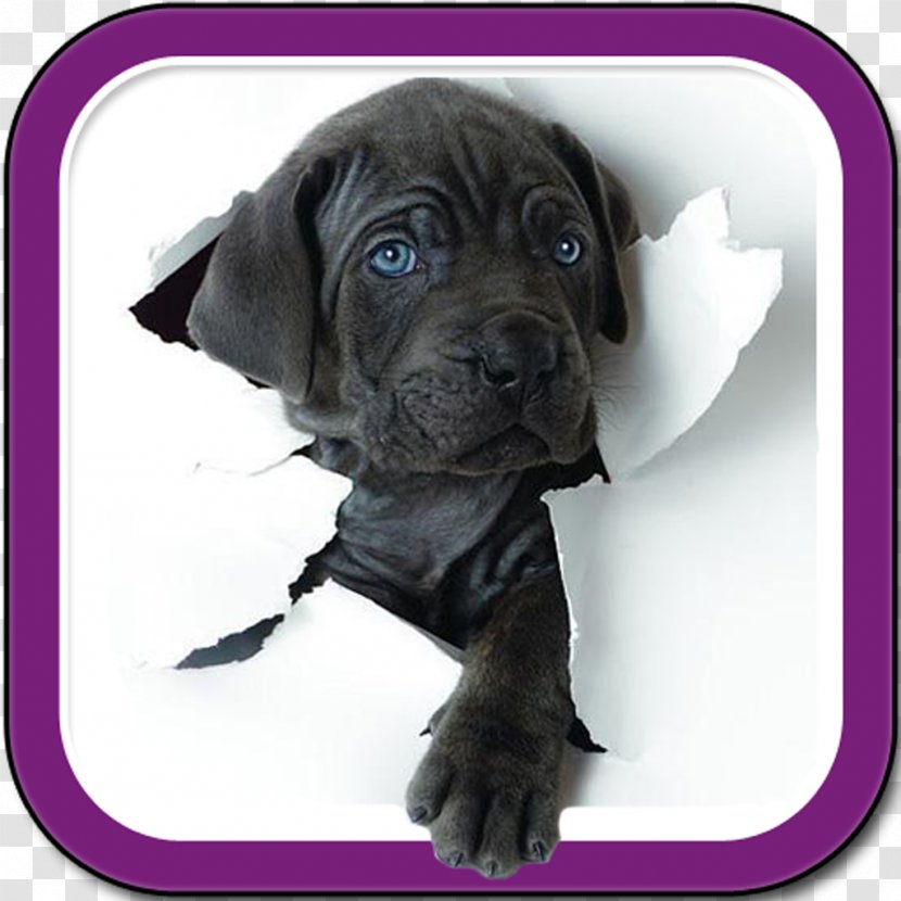 Puppy Komondor Pug Bull Terrier Pet - Cane Transparent PNG