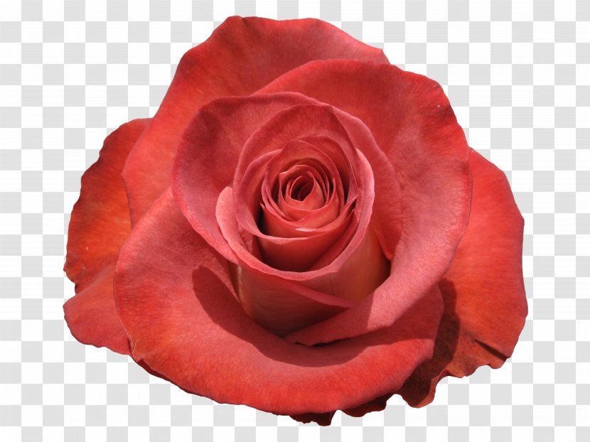 Garden Roses Cabbage Rose China Floribunda Cut Flowers - Red - Leonidas At Thermopylae Transparent PNG