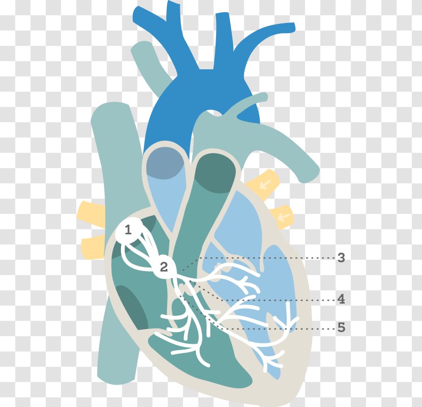 Electrocardiography Electrical Conduction System Of The Heart Ventricle Atrium - Tree Transparent PNG