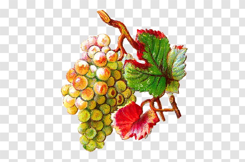 Common Grape Vine Clip Art Juice - Superfood - Nectarine Transparent PNG