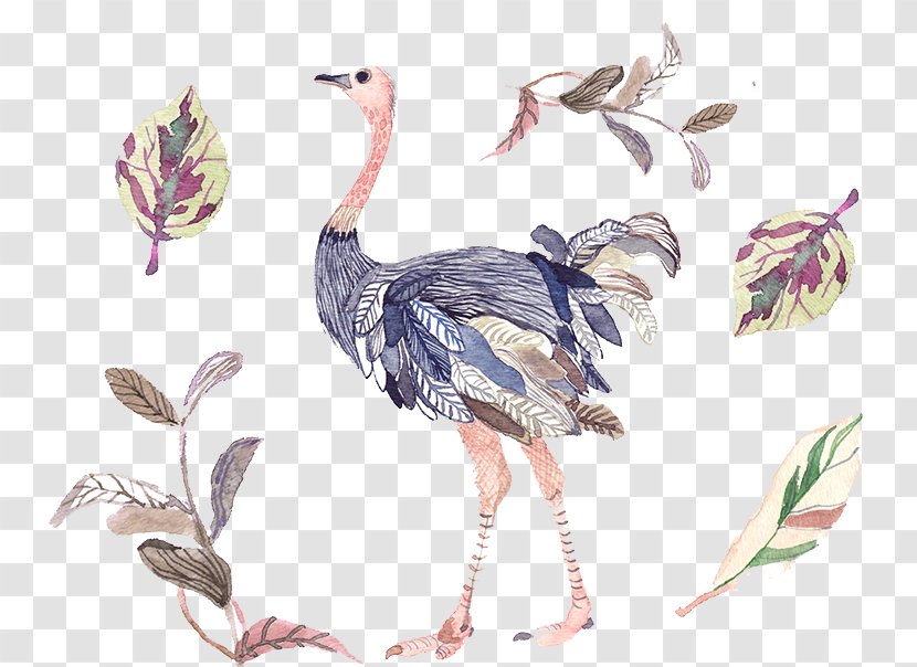 Illustration - Illustrator - Painted Peacock Pattern Transparent PNG
