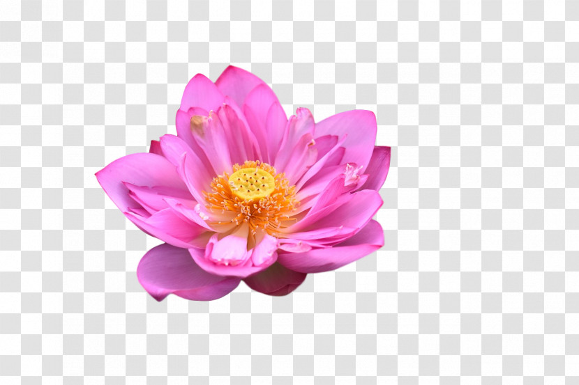 Peony Herbaceous Plant Petal Flower Plants Transparent PNG