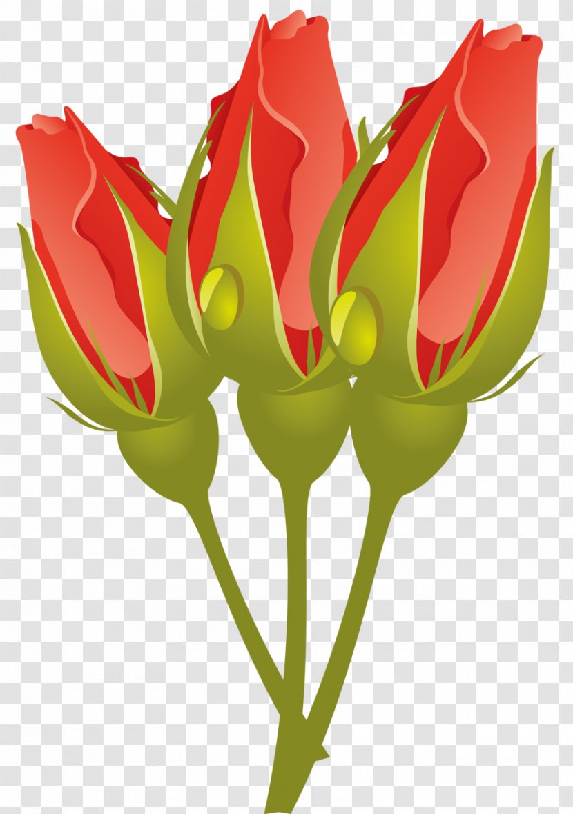Garden Roses Cut Flowers - Plant - Rose Vector Transparent PNG