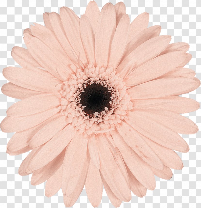 Pink Photography Cut Flowers Chrysanthemum - Daisy Family - Gerbera Transparent PNG