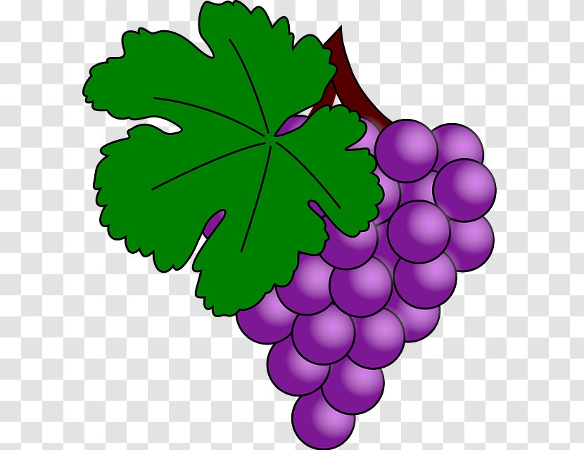 Common Grape Vine Clip Art Openclipart Free Content - Flowering Plant Transparent PNG