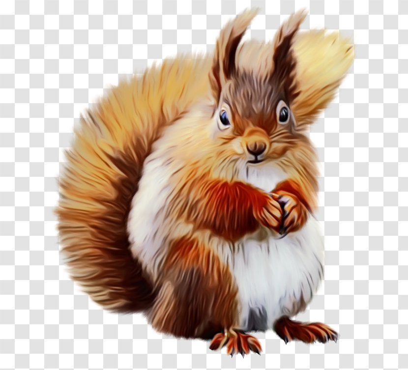 Squirrel Cartoon - Tail - Eurasian Red Transparent PNG
