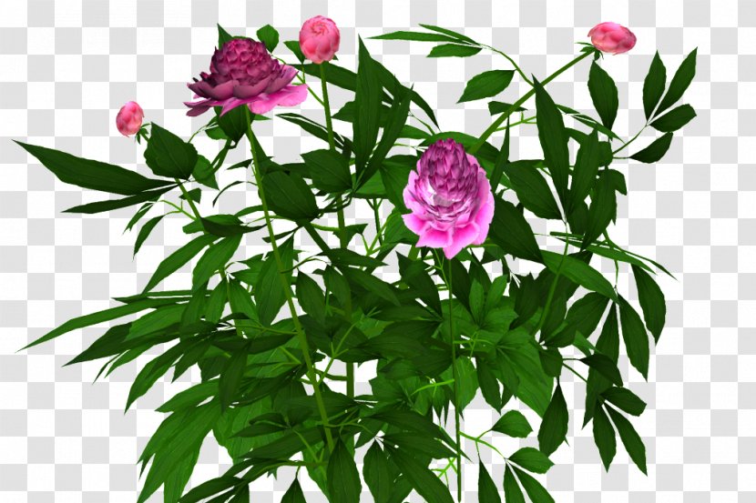 Peony Shrub Cut Flowers Plant - Flowering - Pink Transparent PNG