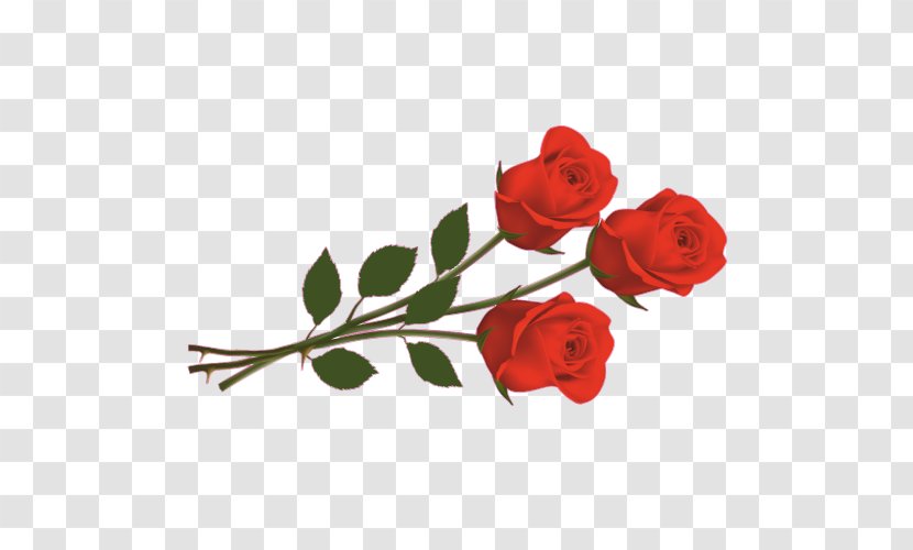 Clip Art Rose Image Red - Cut Flowers Transparent PNG