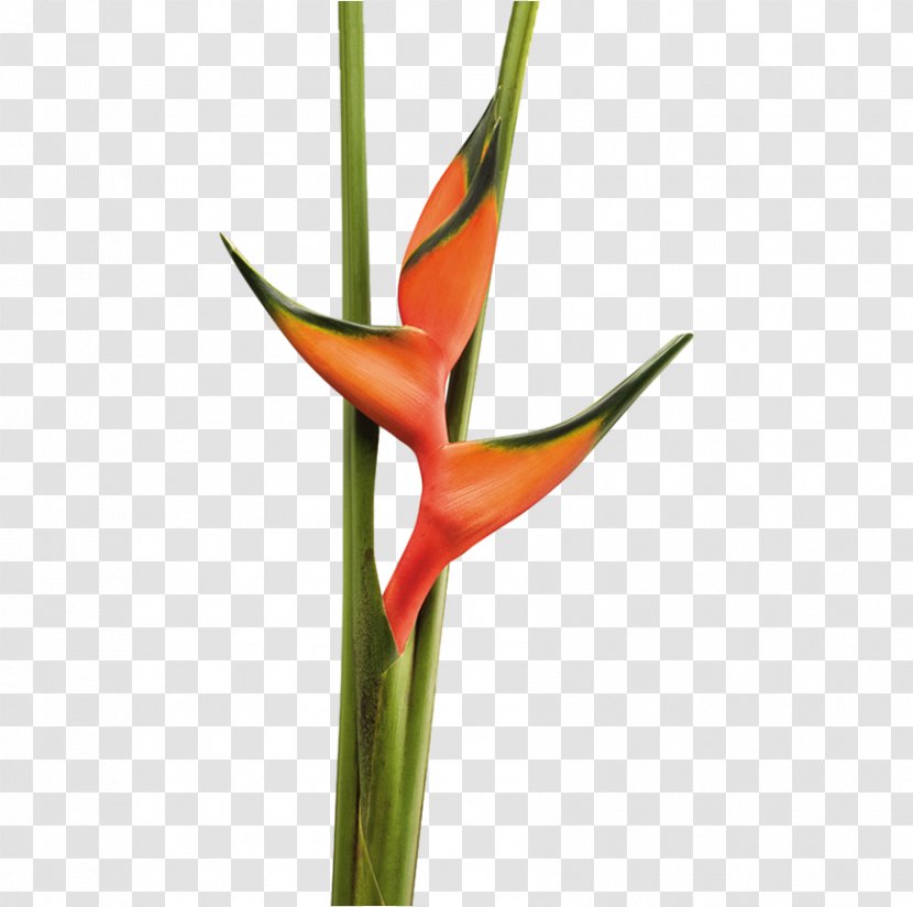 Heliconia Bihai Flower Rostrata Tropics Chartacea - Amaryllis Transparent PNG