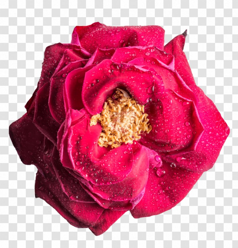 Rose Flower Desktop Wallpaper - Family Transparent PNG