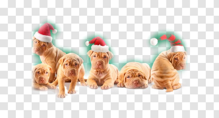 Shar Pei Puppy Christmas Desktop Wallpaper New Year - Greeting Note Cards Transparent PNG