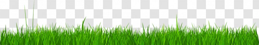Wheatgrass - Grass Family - Lawn Transparent PNG
