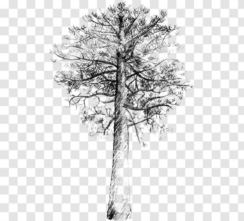Tree Trunk Drawing - Plant - Blackandwhite Twig Transparent PNG