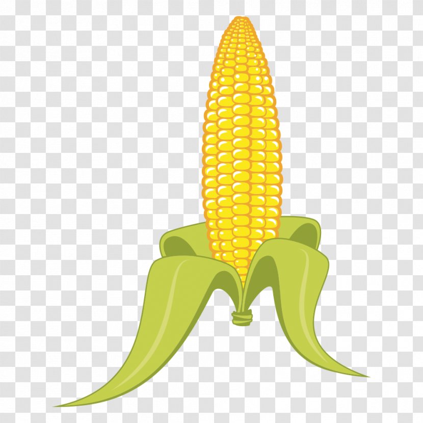 Candy Corn Popcorn Grits On The Cob - Organism Transparent PNG