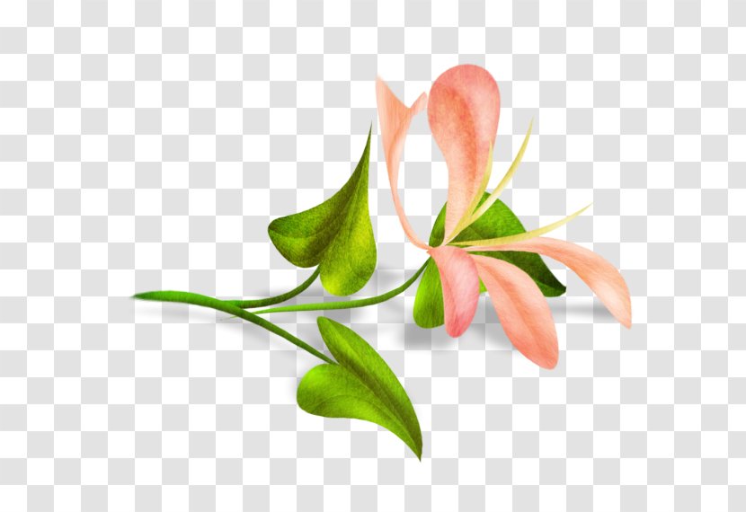 Cut Flowers Bud Plant Stem - Roselle Transparent PNG