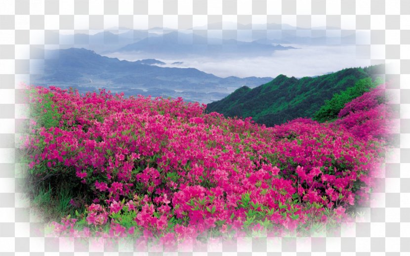Flower Garden Landscape Desktop Wallpaper - Sky - Burgundy Flowers Transparent PNG