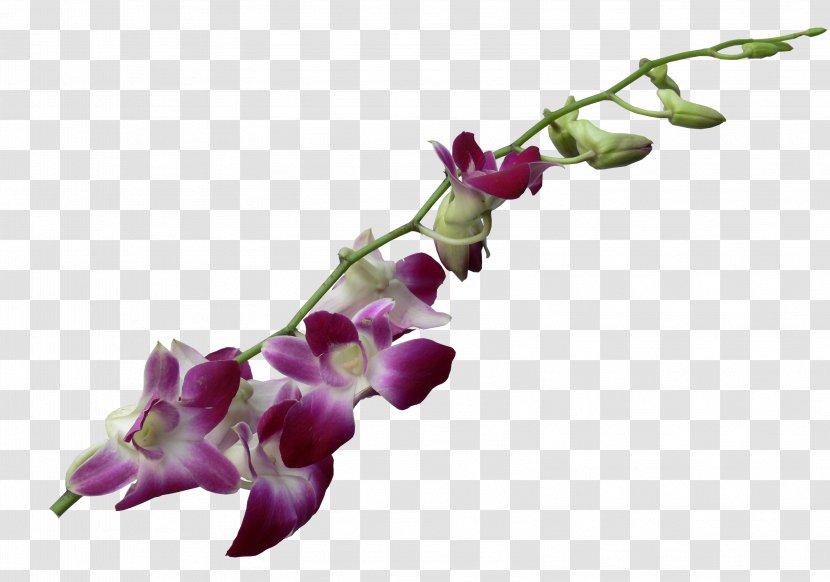 Moth Orchids Cut Flowers Dendrobium - Flora - Flower Transparent PNG