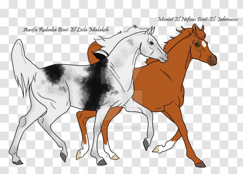Mustang Foal Colt Stallion Bridle - Horse Supplies Transparent PNG