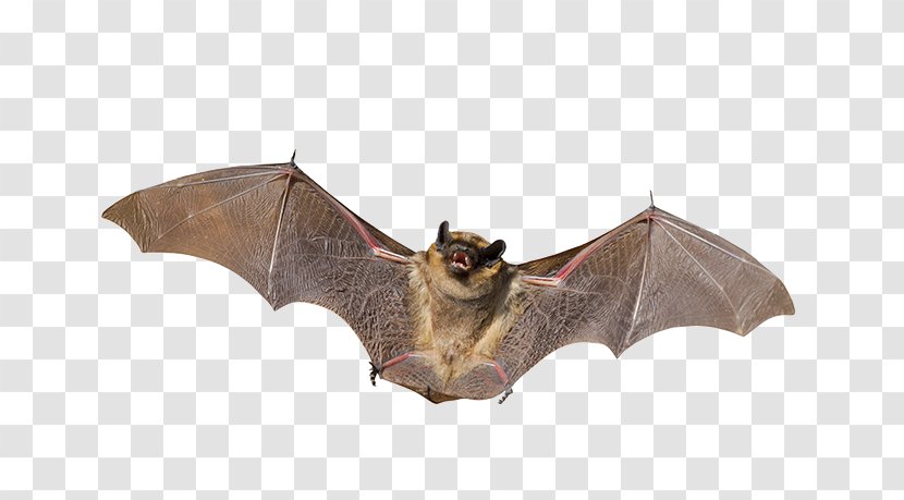 Little Brown Bat Mammal Animal Nocturnality - Wing Development Transparent PNG