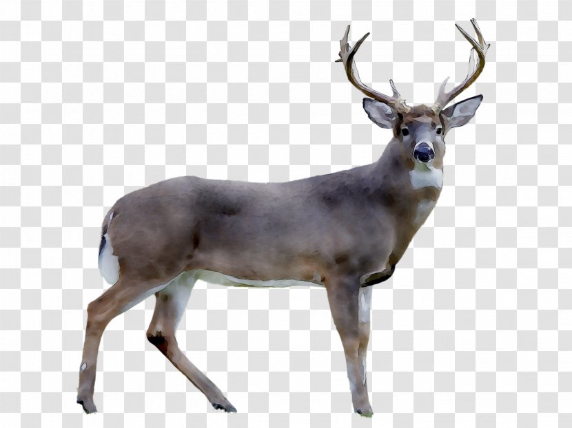 Reindeer White-tailed Deer Royalty-free Stock Photography - Royaltyfree - International Cricket Council Transparent PNG