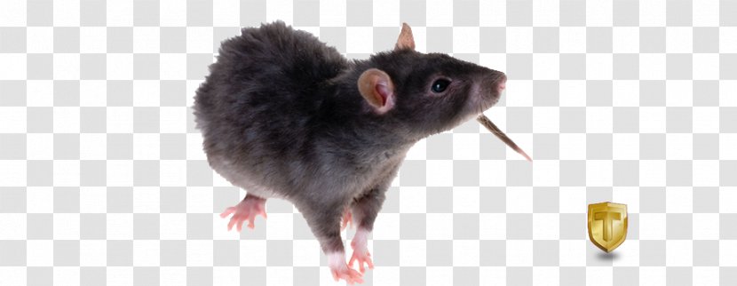 Brown Rat Rodent Black Laboratory Stock Photography - Animated Transparent PNG