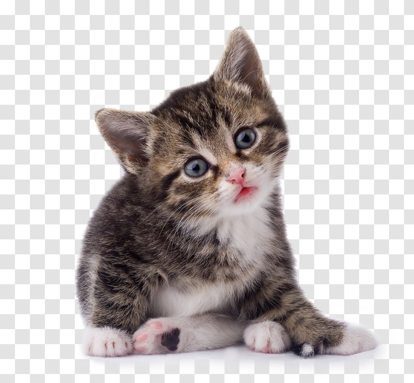 Kitten Tonkinese Cat Clip Art Psd - Whiskers Transparent PNG