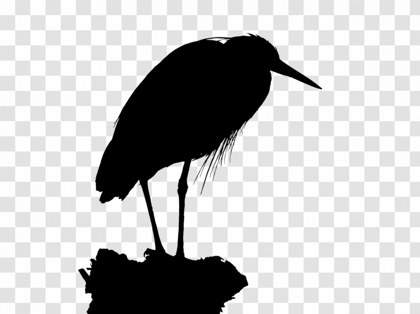 Stork Bird Crane Beak Fauna - Great Heron - Ciconiiformes Transparent PNG