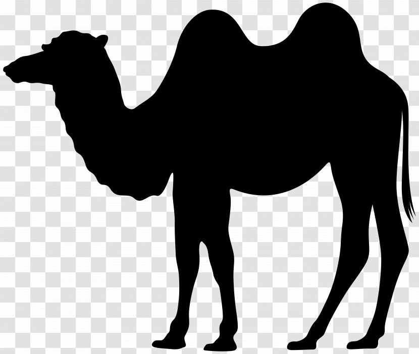 Dromedary Silhouette Clip Art - Snout - Camel Transparent PNG