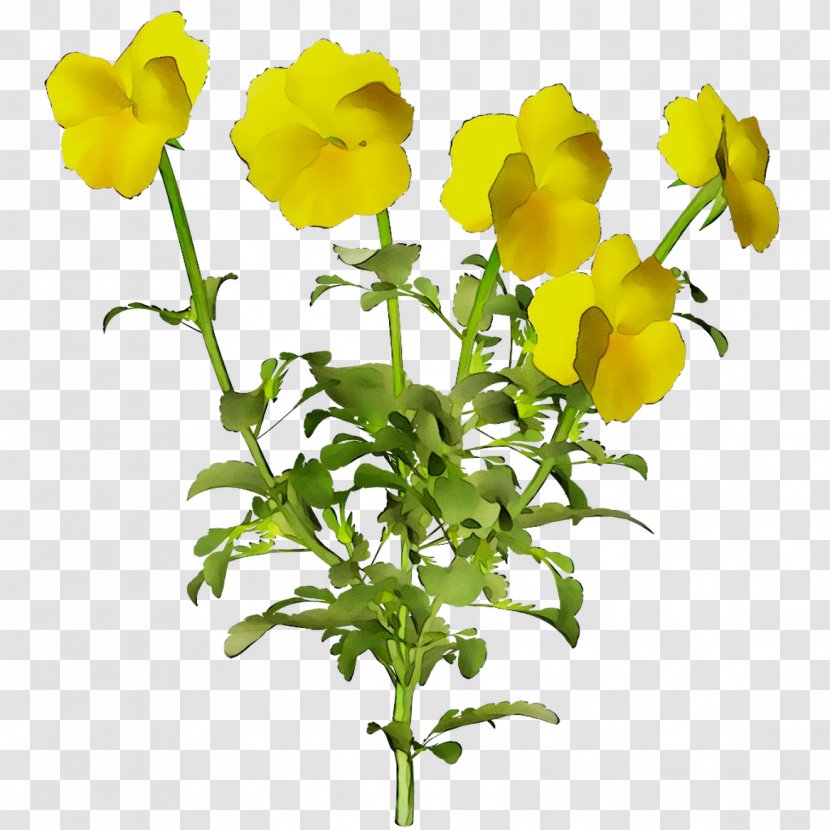 Cut Flowers Mustard Plant Yellow Stem Herbaceous - Flower - Petal Transparent PNG