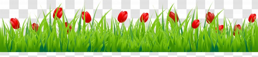 Tulip Flower Stock Photography Clip Art - Plant Stem - Cartoon Spring Grass Transparent PNG