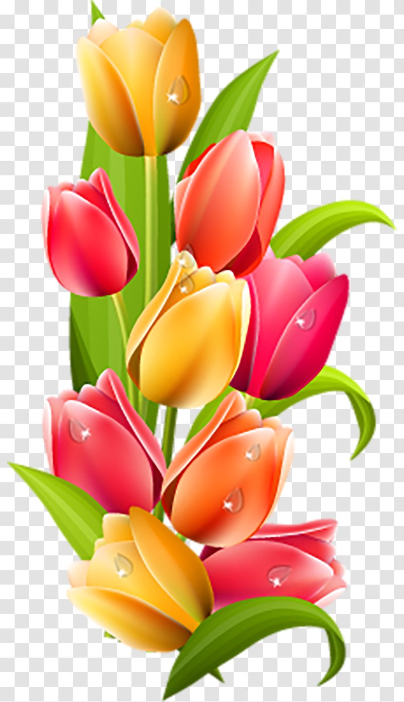 Tulip Desktop Wallpaper Clip Art - Cut Flowers Transparent PNG
