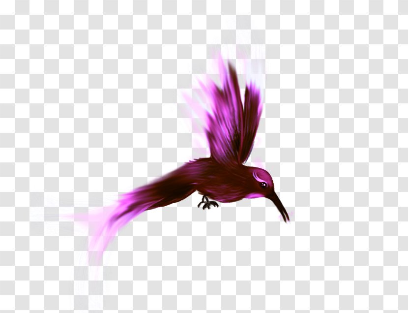 Bird Parrot Flamingo - Violet Transparent PNG
