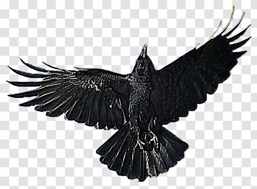 American Crow Bird Clip Art - Presentation - Write Transparent PNG