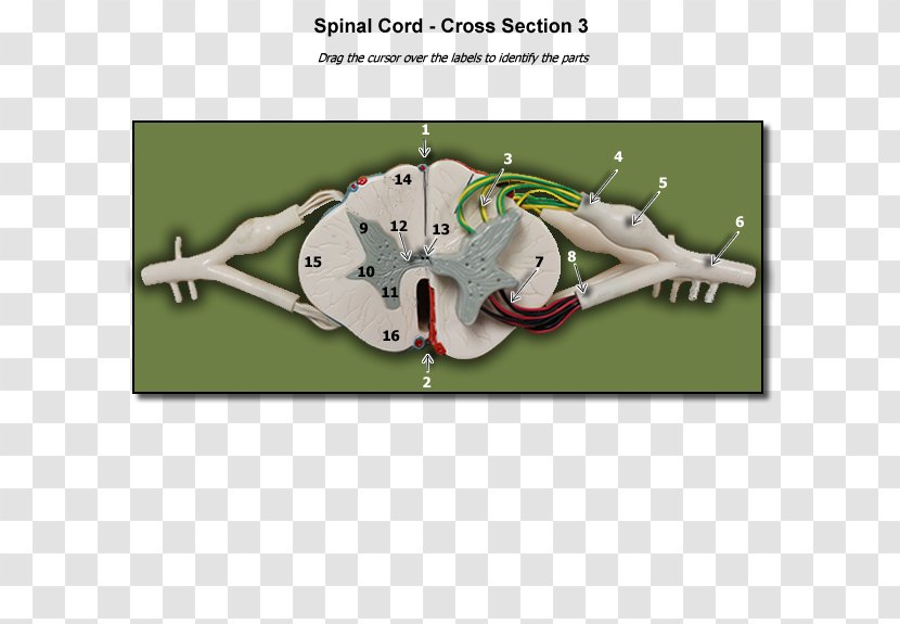 Organism - Joint - Human Spine Transparent PNG