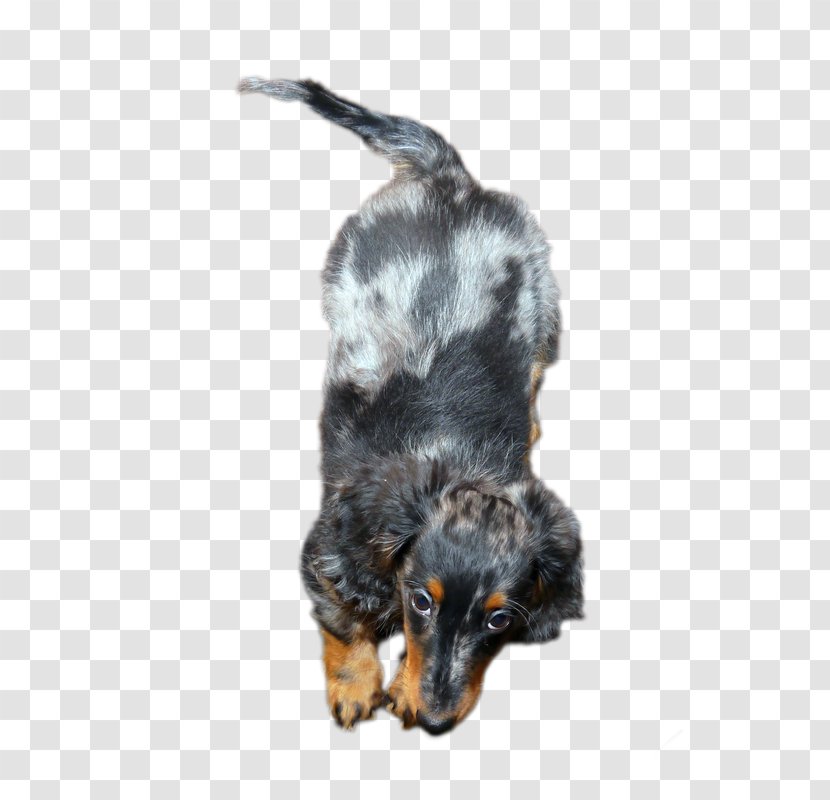 Puppy Dog Breed Snout Transparent PNG
