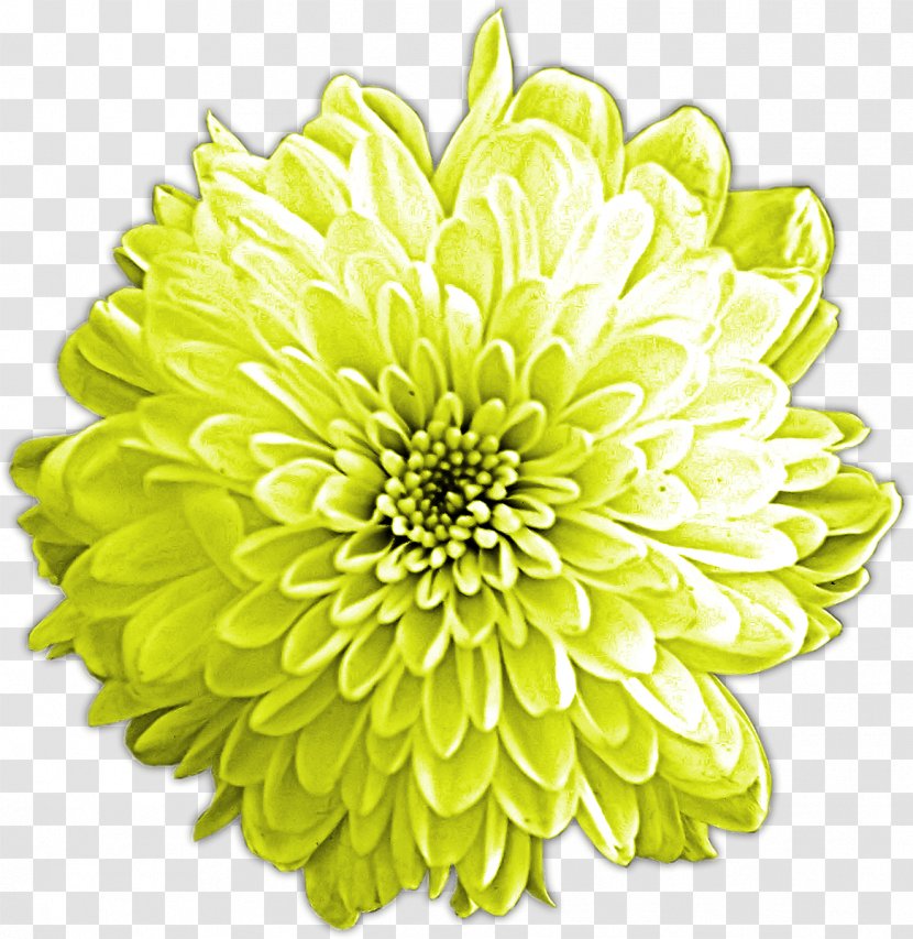 Chrysanthemum Dahlia Cut Flowers Petal Transparent PNG