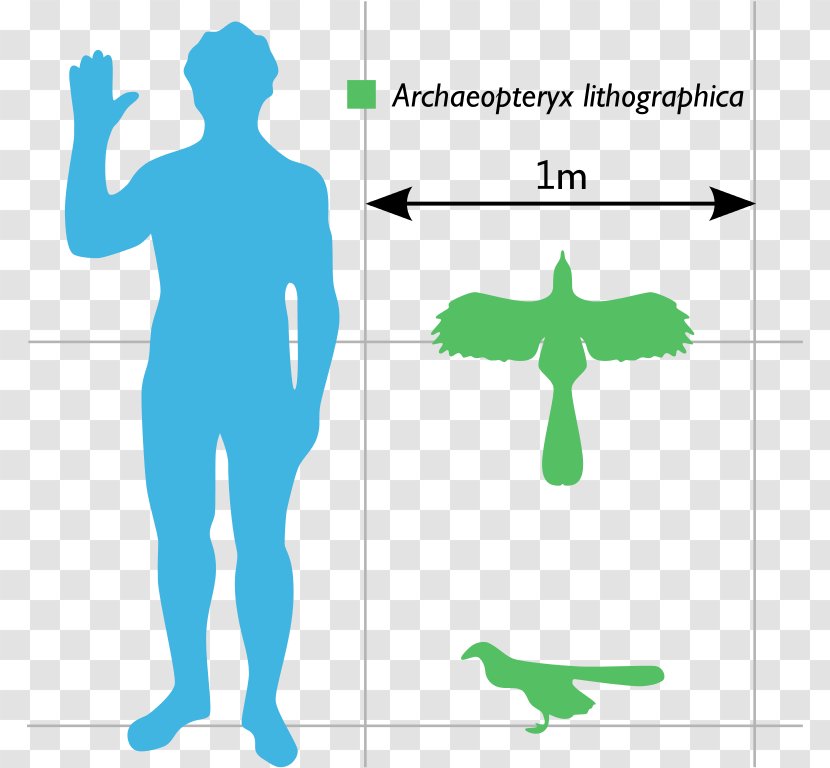 Archaeopteryx Microraptor Anchiornis Bird Caudipteryx - Silhouette Transparent PNG