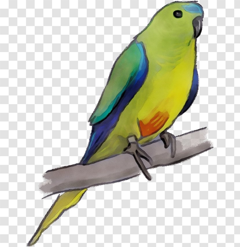 Lovebird - Budgie - Feather Macaw Transparent PNG