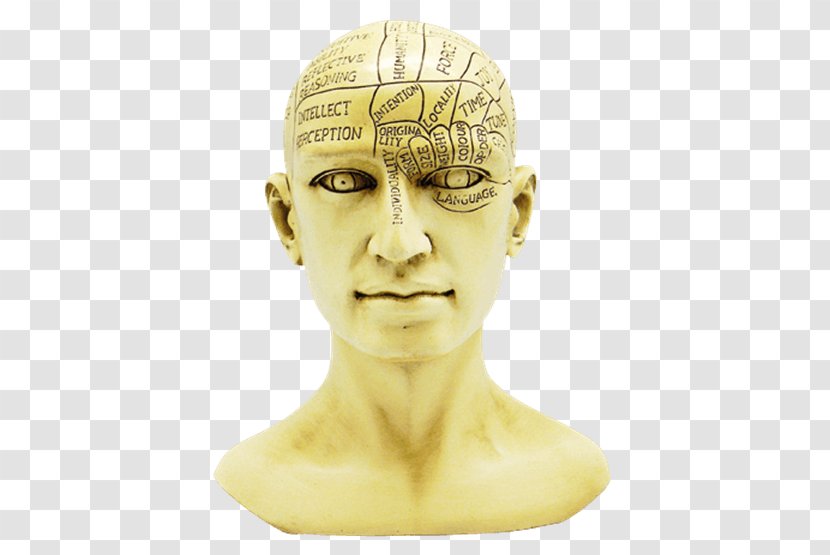 Phrenology Skull Forehead Jaw - Classical Sculpture Transparent PNG