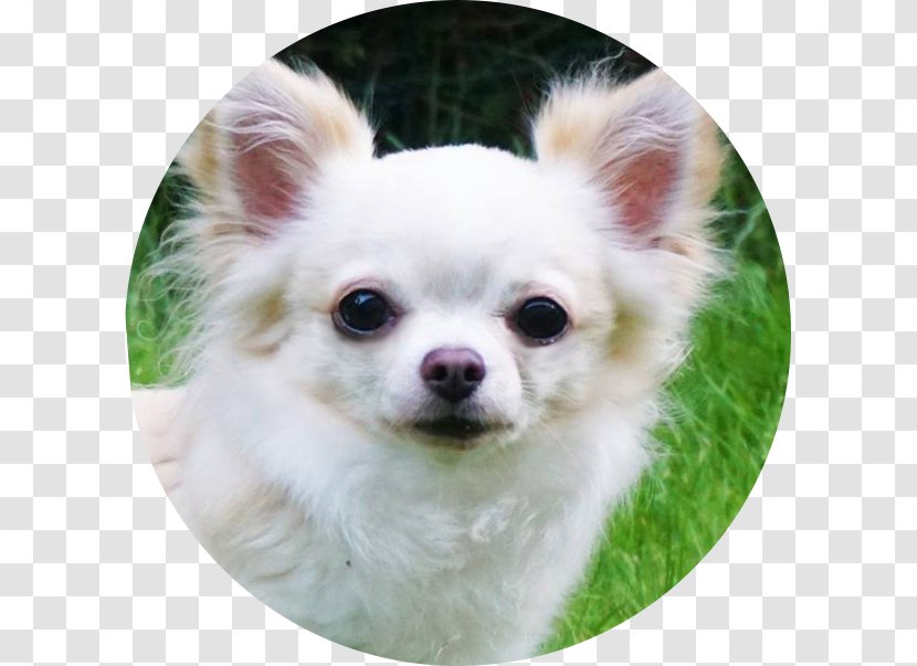 Chihuahua Pomeranian Tibetan Spaniel Chinese Imperial Dog Breed - Pet Transparent PNG