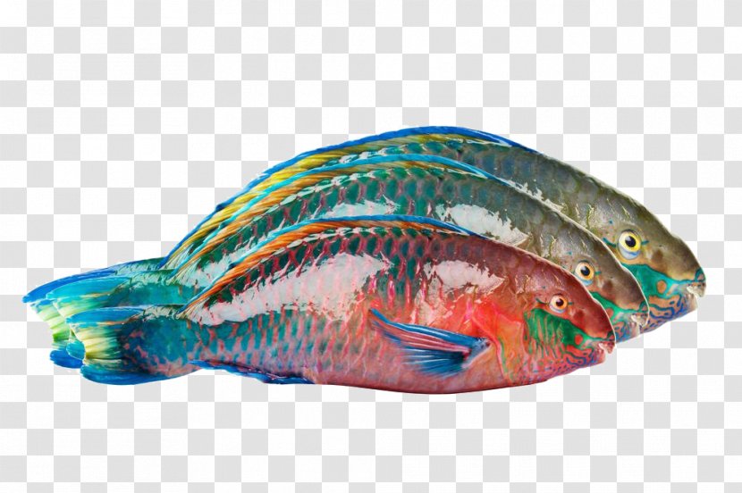 Parrotfish Photography - Fauna - Three Definition Picture Transparent PNG