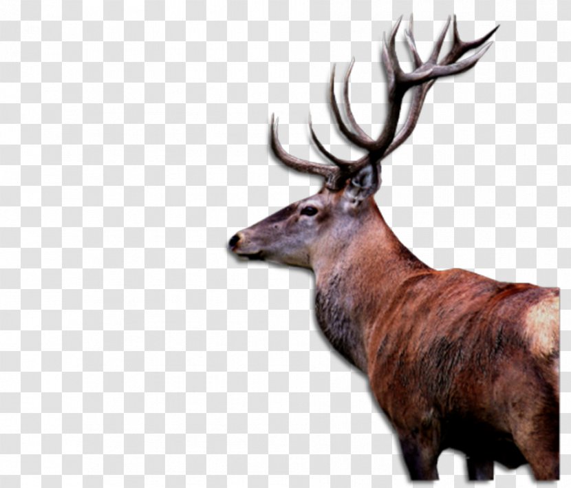 Elk Reindeer White-tailed Deer Animal - Wildlife Transparent PNG