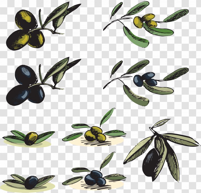Kritsa Olive Oil Clip Art - Olives Transparent PNG