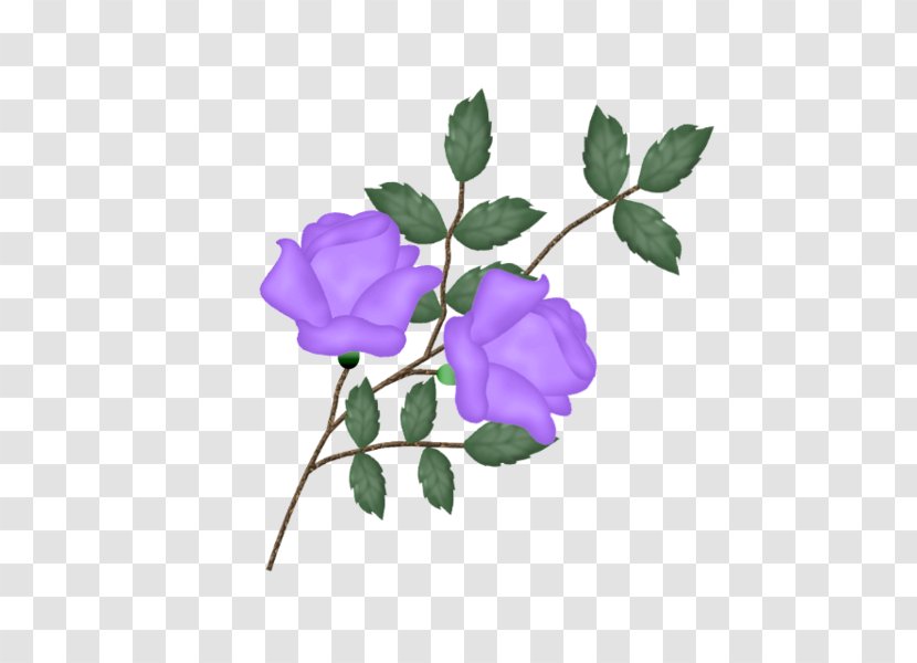 Centifolia Roses Garden - Violet - Annual Plant Transparent PNG
