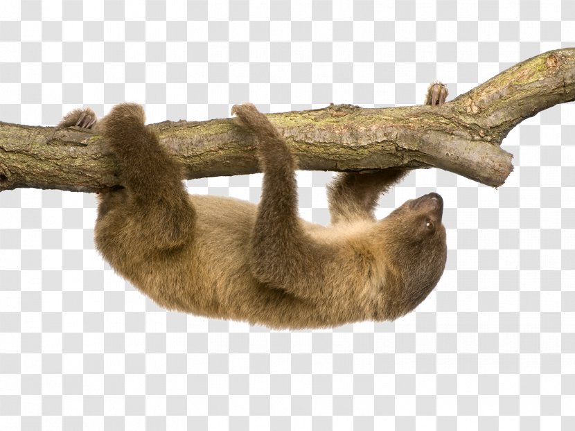 Linnaeus's Two-toed Sloth Hoffmann's Stock Photography - Mammal Transparent PNG