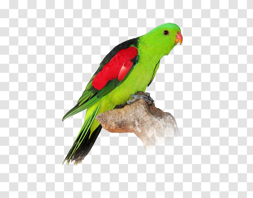 Turquoise Parrot Lovebird Budgerigar - Beak Transparent PNG