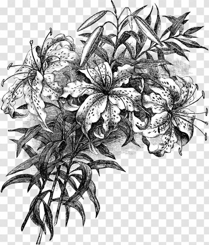 Floral Design Clip Art Drawing Transparent PNG