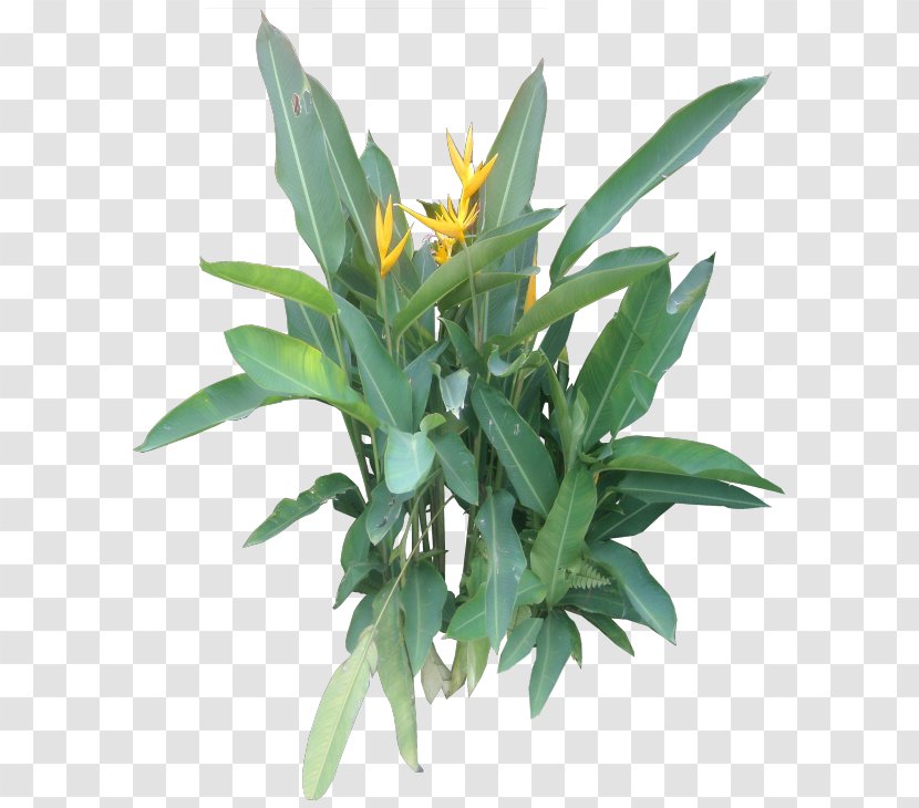 Herbaceous Plant Flowerpot Houseplant - Leaf - Tropical Transparent PNG